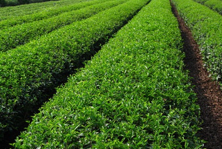 合作茶農資訊